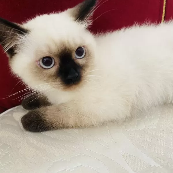 2 Aylık Dişi Siyam Kedisi