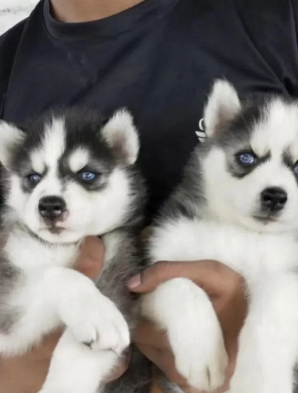 Sibirya Kurdu Köpeği