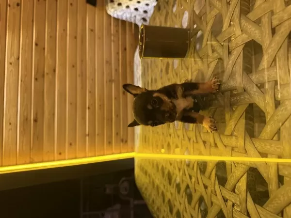 Özel Pinscher Yavrular