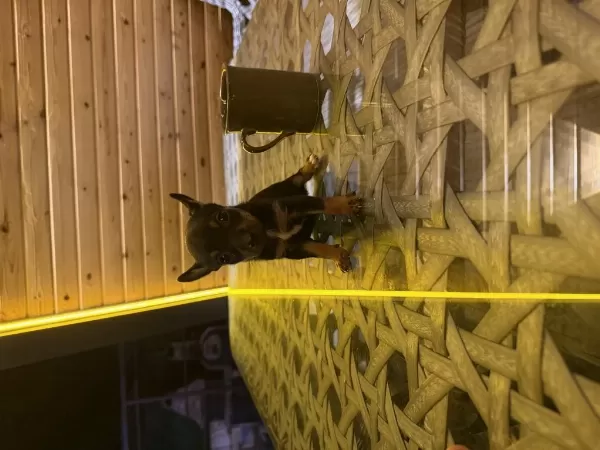 Özel Pinscher Yavrular