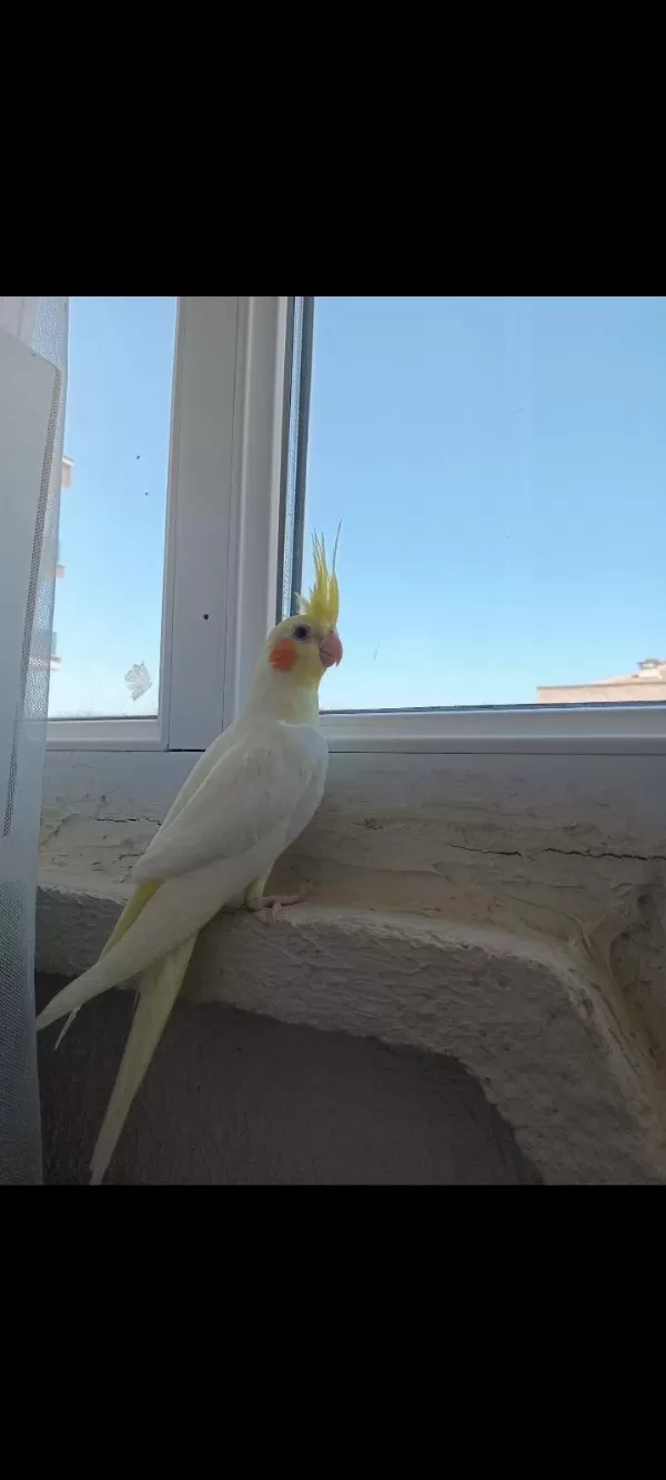 Yavru Kırmızı Göz Lutino Sultan Bebeler