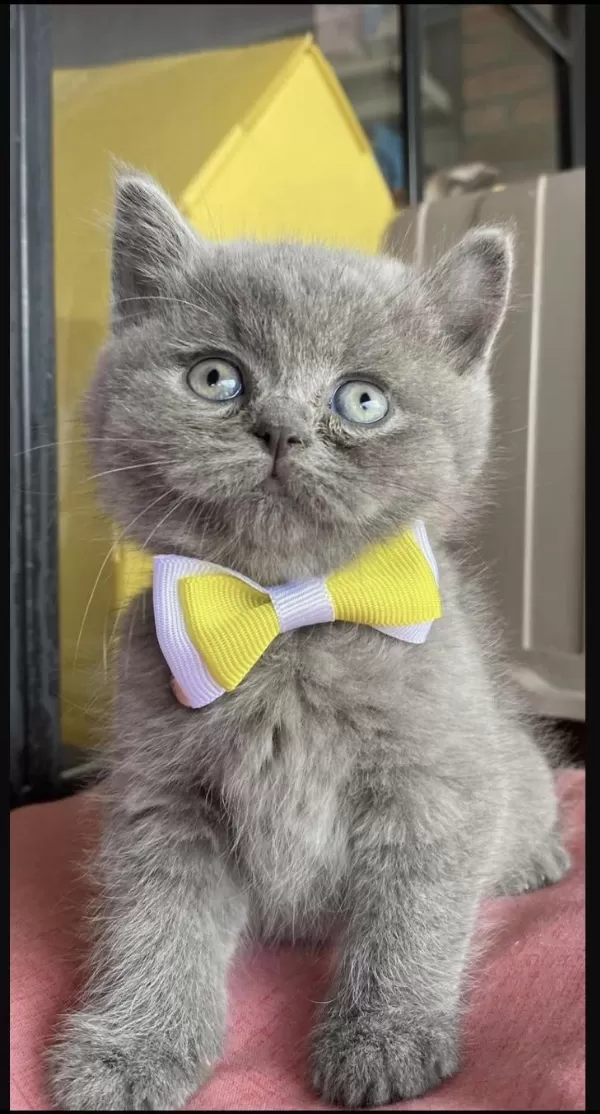 Gri Ayı Kafa Yavru British Shorthair