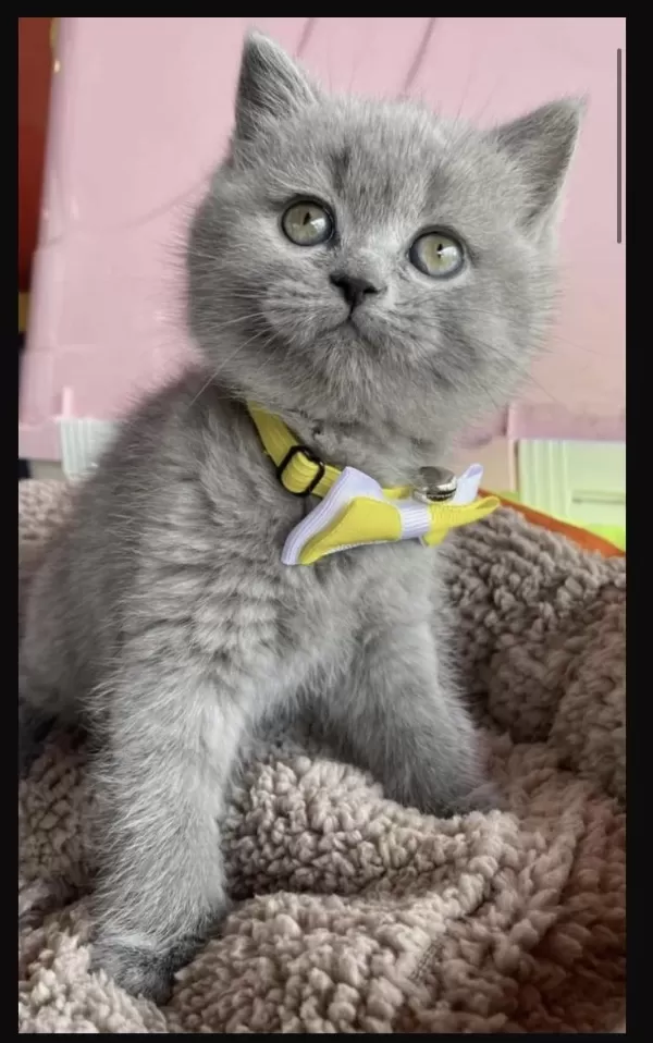 Gri Ayı Kafa Yavru British Shorthair