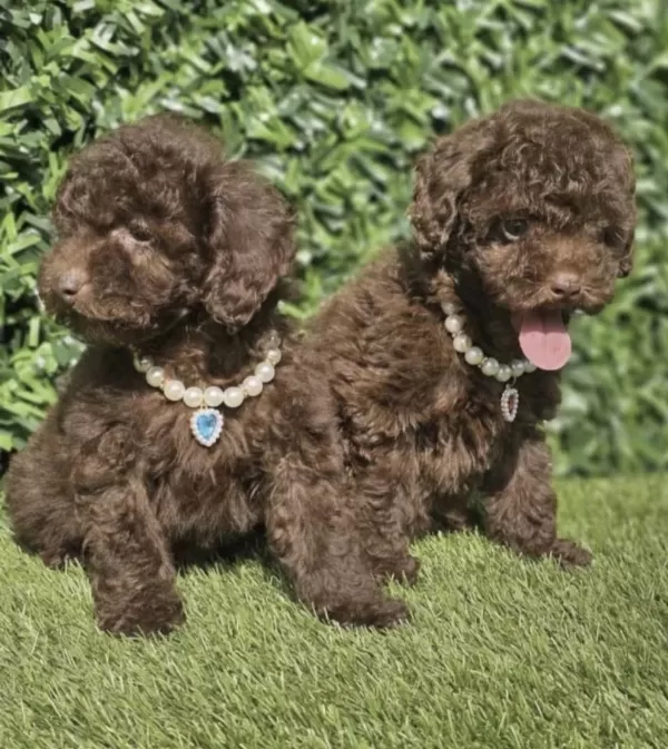Harika Toy Poodle Köpekler