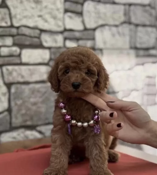Sağlıklı Toy Poodle Köpeği
