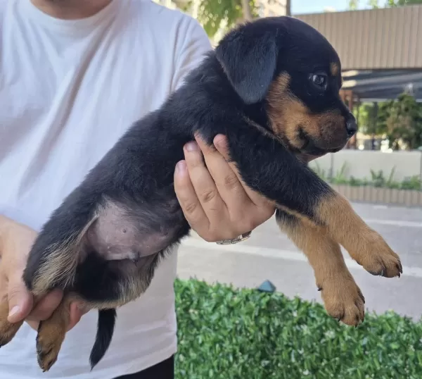 Dev Rottweiler Yavrusu Erkek