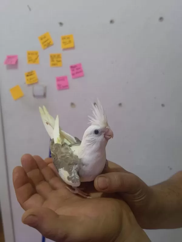 Bebek Sultan Papağanı
