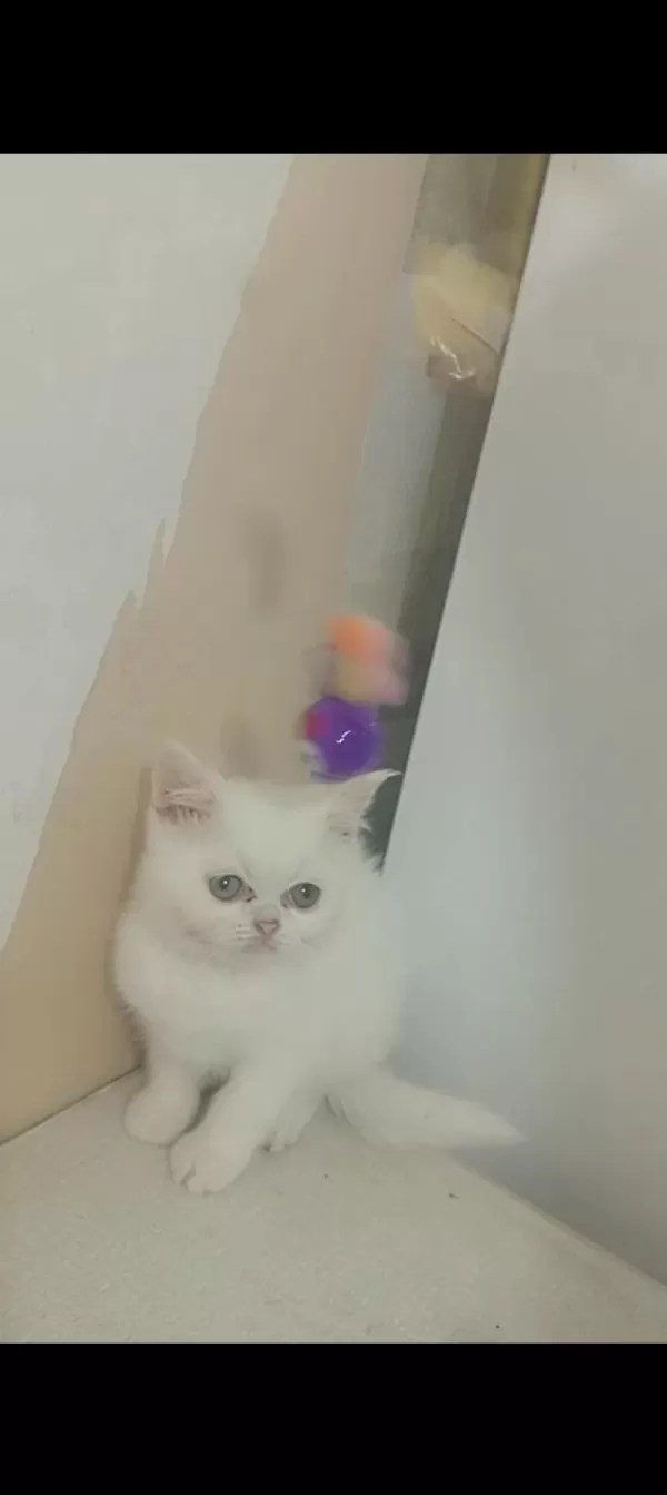 Mutluluk British Shorthair Dağıtıyoruz