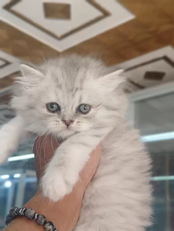 British Longhair Yavrularimiz