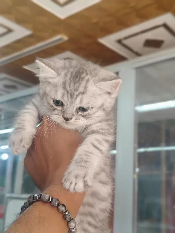 British Shorthair Yavrularimiz