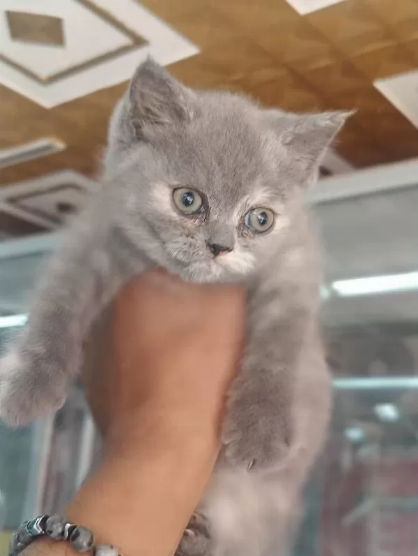 British Shorthair Yavrularimiz