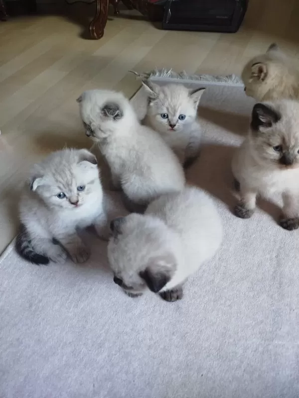 British Blue Point Kızımın Yavrularıdır