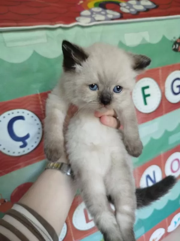 British Blue Point Kızımın Yavrularıdır