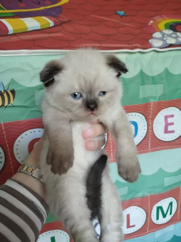 British Blue Point Kızımın Yavrularıdır