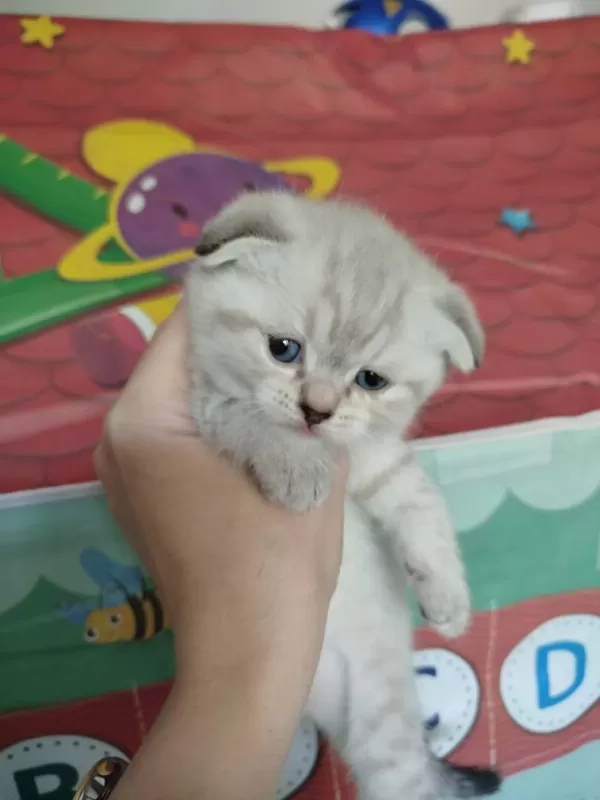 British Blue Point Kızımın Yavrularıdır