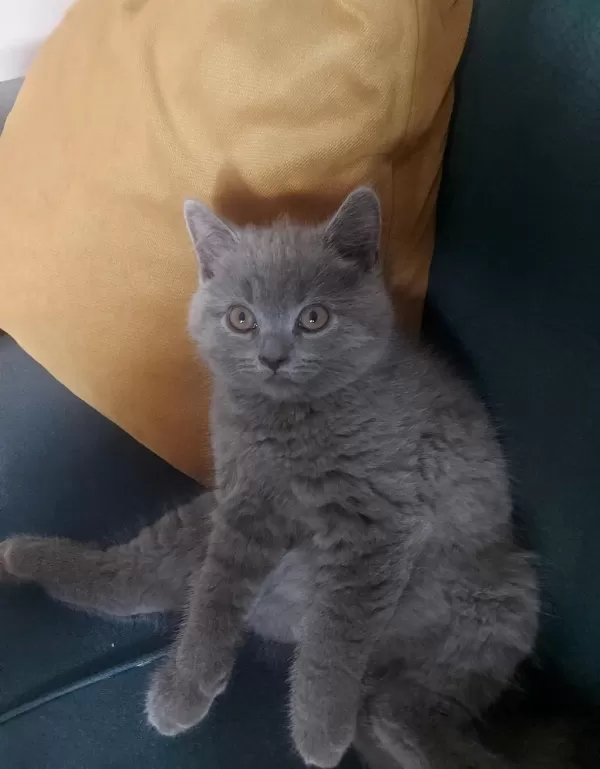 Oyuncu Yavru Kediler Yuva Arıyor