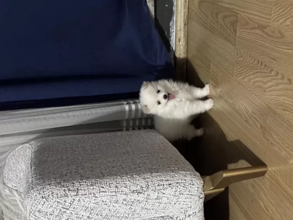 İki Aylık Dişi Pomeranian Spitz