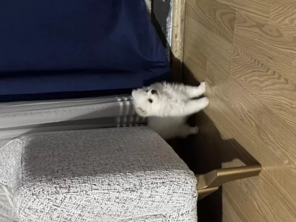 İki Aylık Dişi Pomeranian Spitz