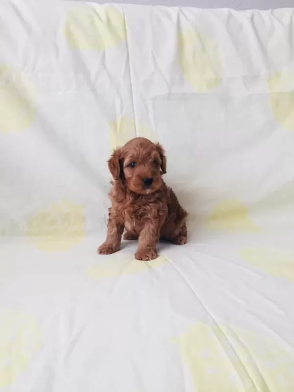 Toy Poodle Yavrular Ev Üretimi