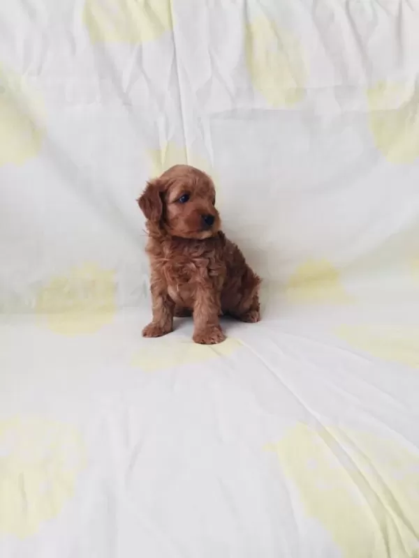 Toy Poodle Yavrular Ev Üretimi