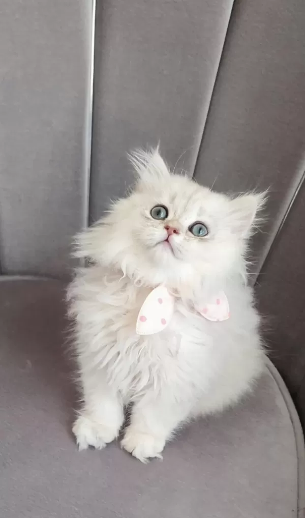 British Longhair Prenses