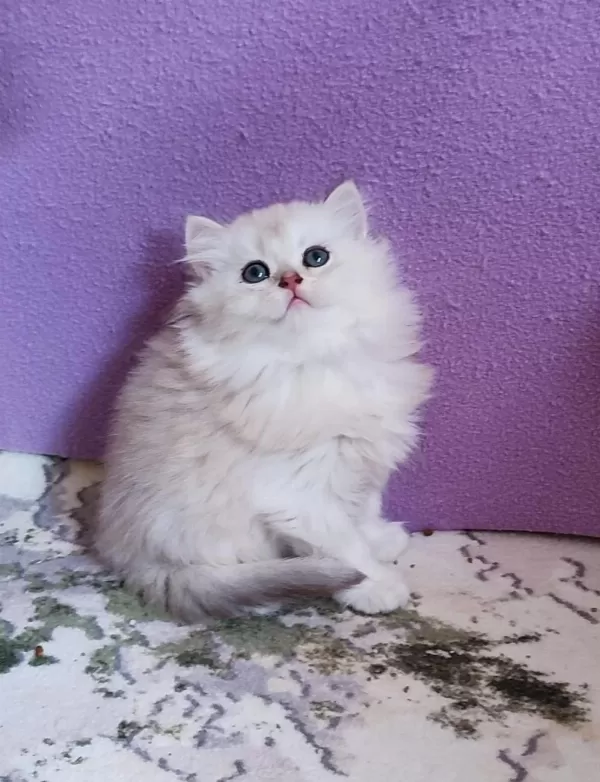 British Longhair Prenses
