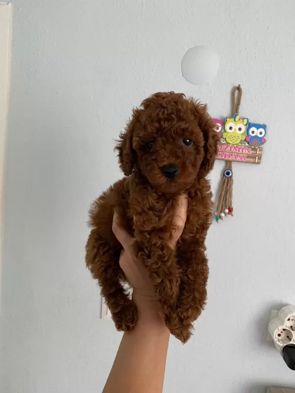Red Brown Poodle Yavrularim Orijinal