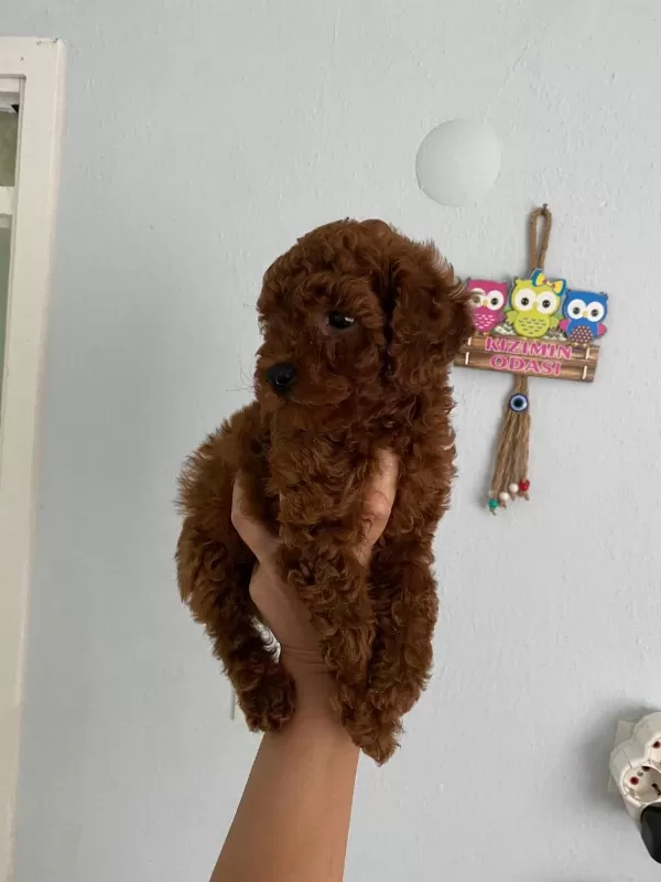 Red Brown Poodle Yavrularim Orijinal