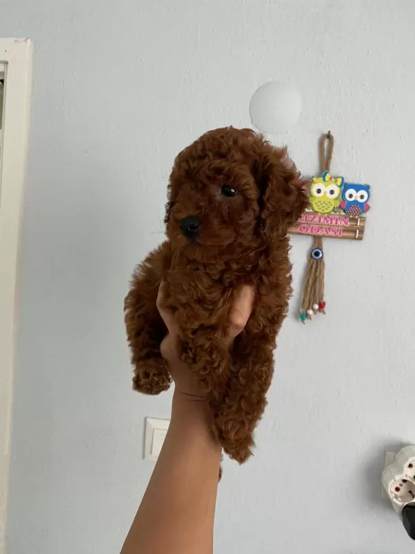 Red Brown Poodle Yavrularim Orijinal