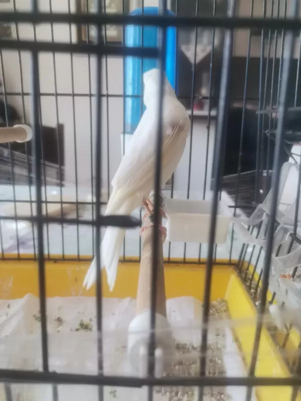 Erkek Scoty Fancy İtalyan Kuşumuz