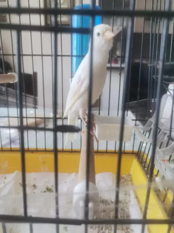 Erkek Scoty Fancy İtalyan Kuşumuz