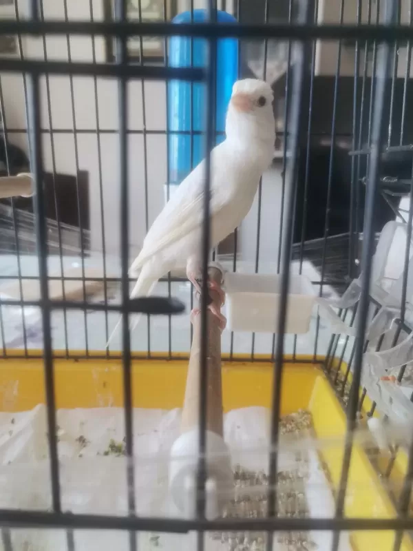 Erkek Scoty Fancy İtalyan Kuşumuz