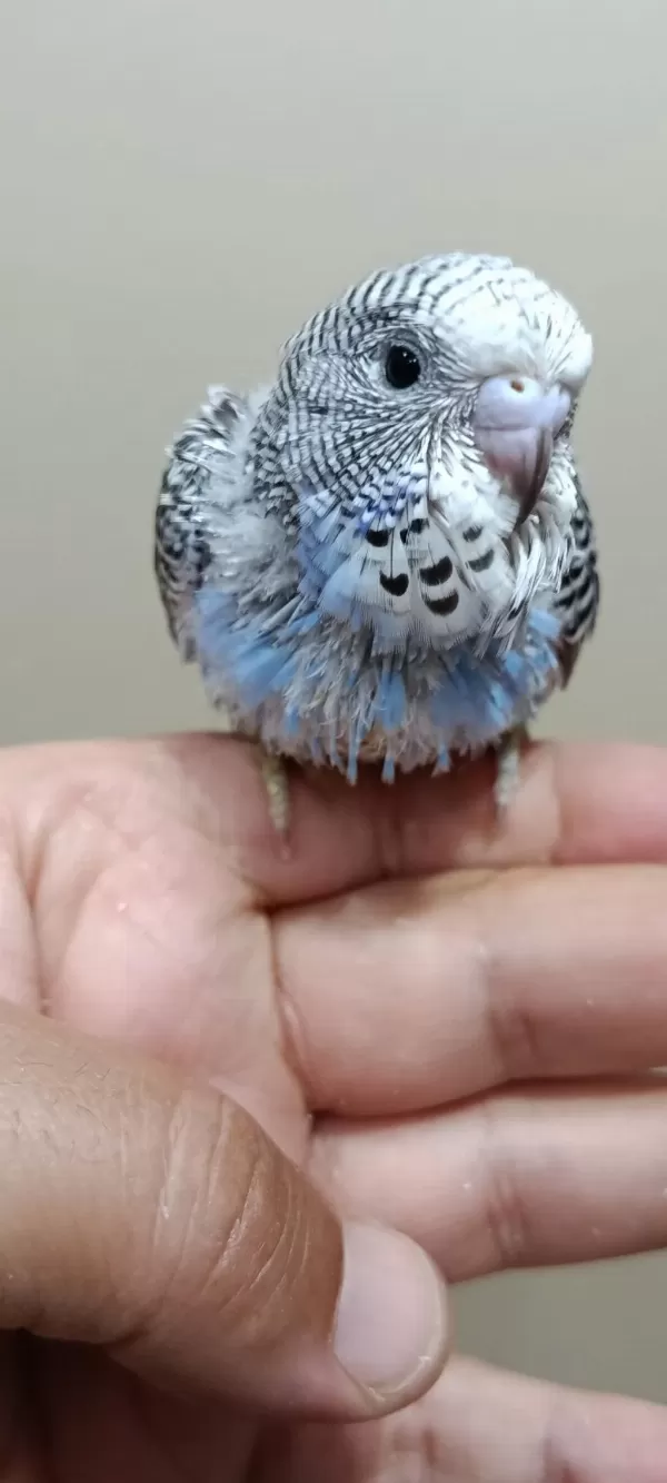 Jumbo Muhabbet Kuşu Bebekler