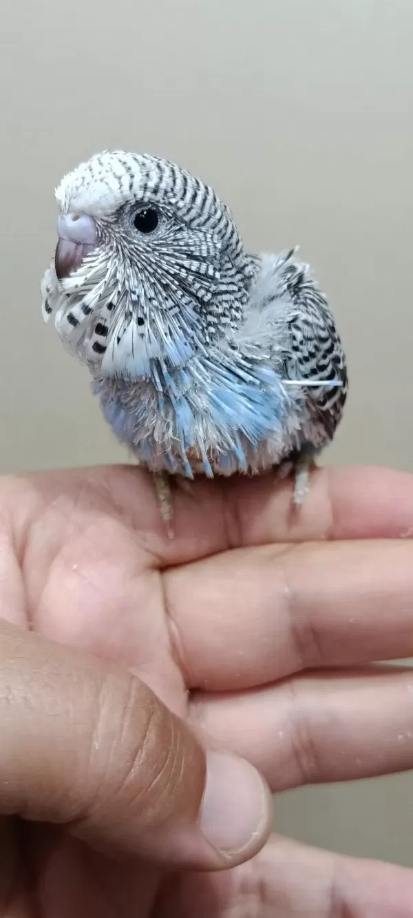 Jumbo Muhabbet Kuşu Bebekler