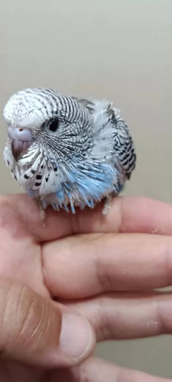 Jumbo Muhabbet Kuşu Bebekler