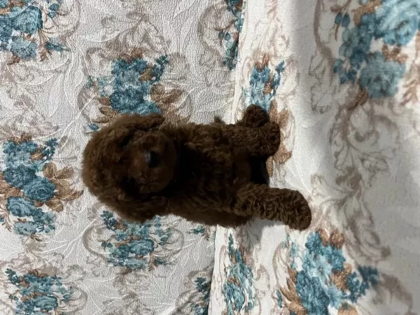 Harika Toy Poodle Bebekler