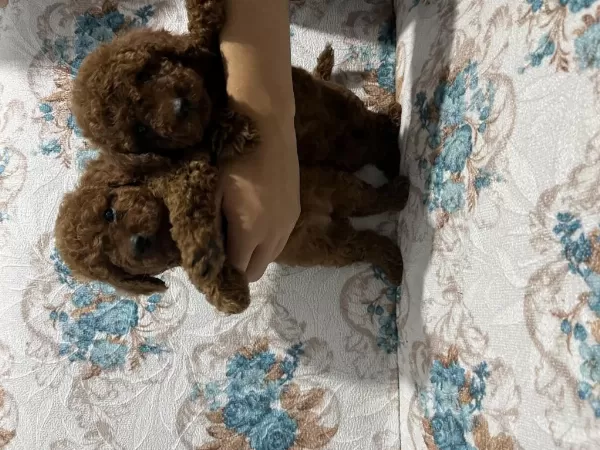 Harika Toy Poodle Bebekler