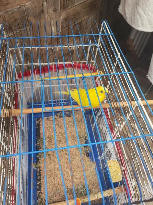 Muhabbet Kuşlarımı Sahiplendiriyorum