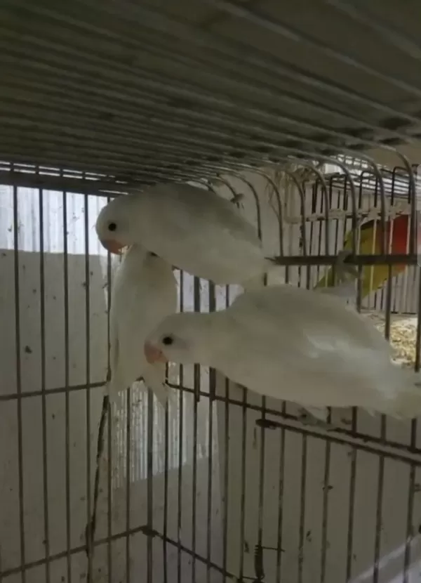 Cennet Papağanı Albino