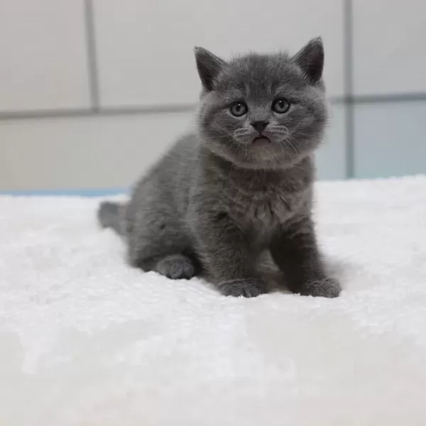 British Shorthair Yavrulari