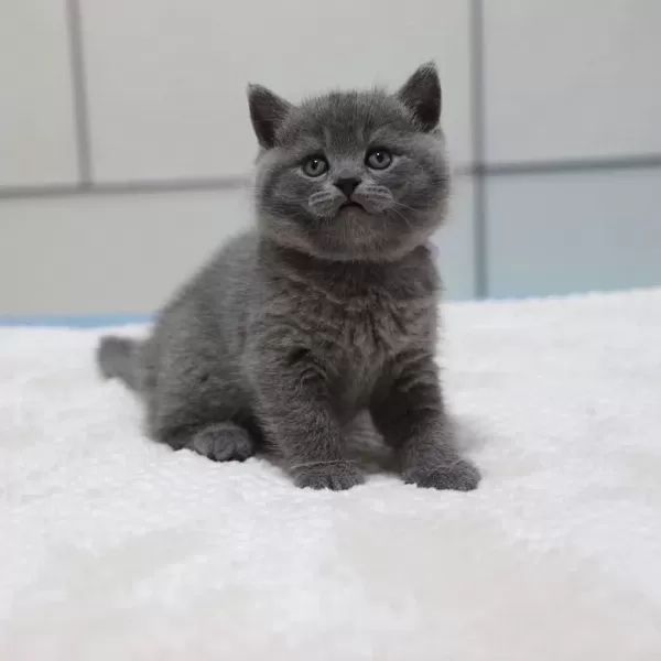 British Shorthair Yavrulari