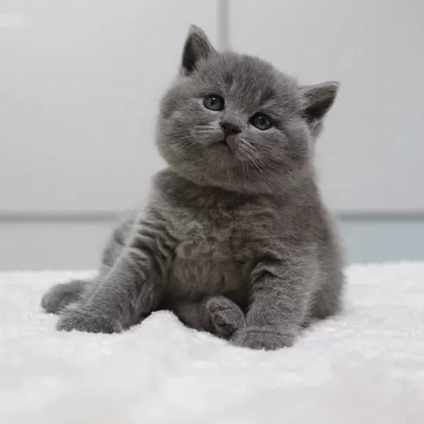 British Shorthair Yavrulari