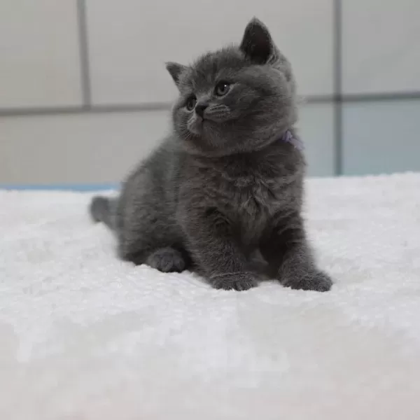 British Shorthair Yavrulari