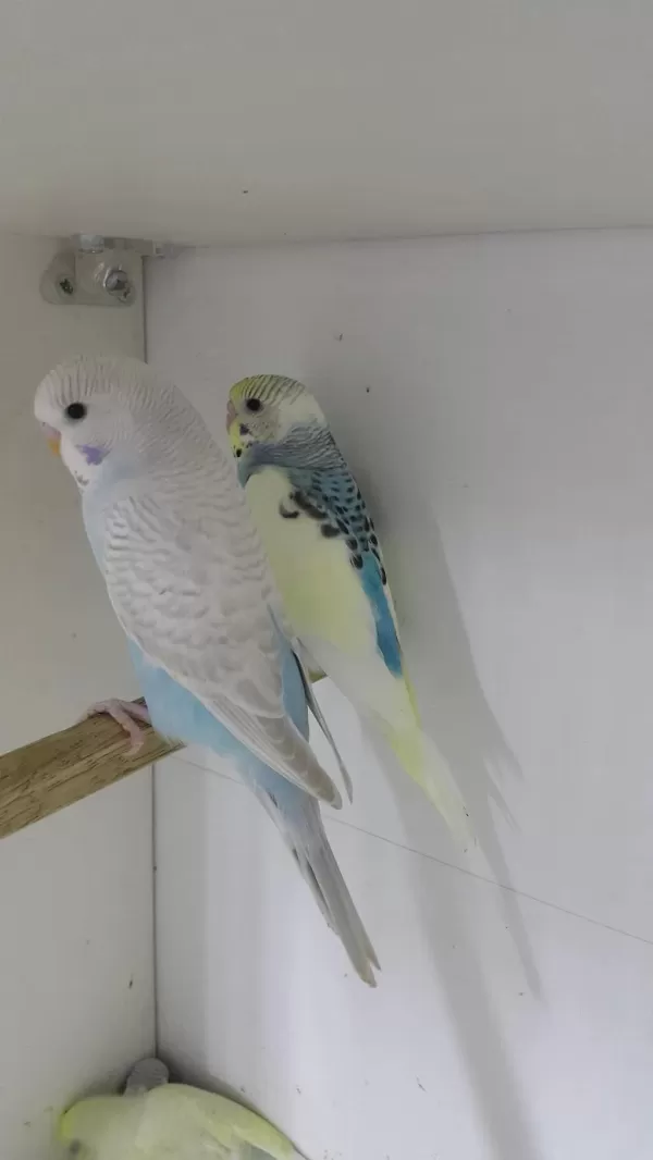 İsteyene Hobi Olarak Yada Üretim Amaçlı Kuşlar