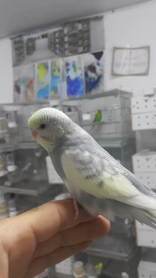 Alıştırmalık Konuşturmalık Muhabbetler Hepsi Güzel