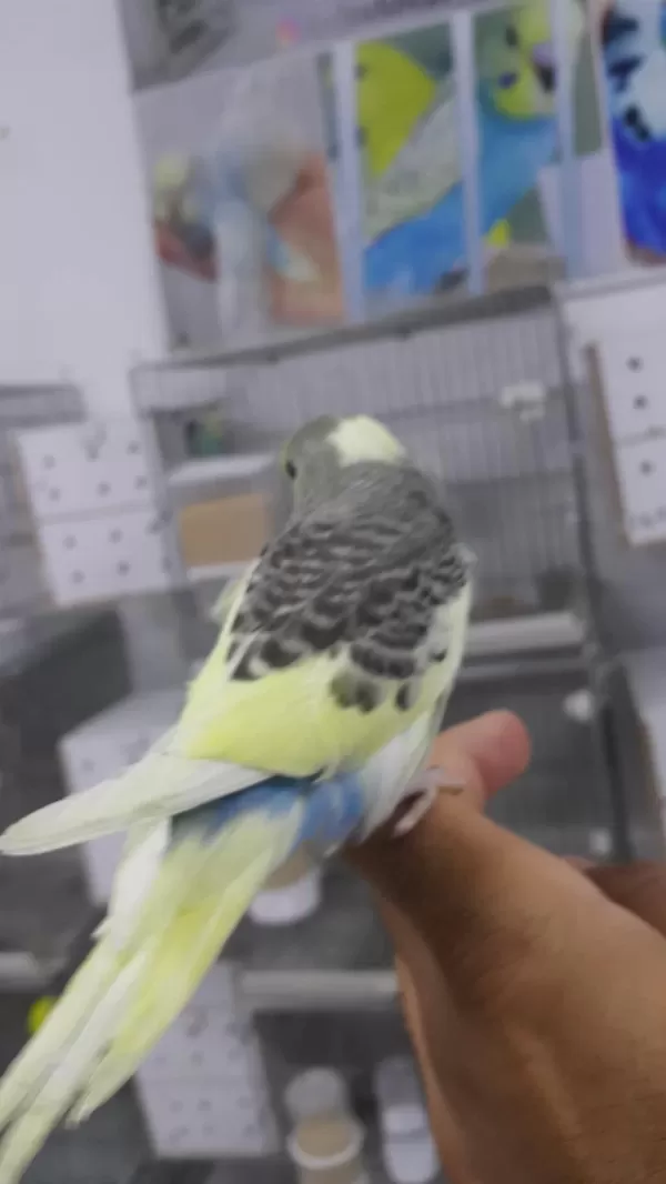 Alıştırmalık Konuşturmalık Muhabbetler Hepsi Güzel