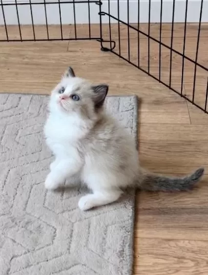 Secereli Ragdoll Yavrulari