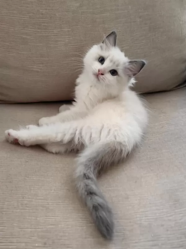 Secereli Ragdoll Yavrulari