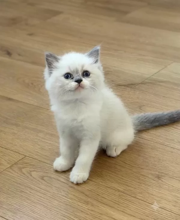 Secereli Ragdoll Yavrulari