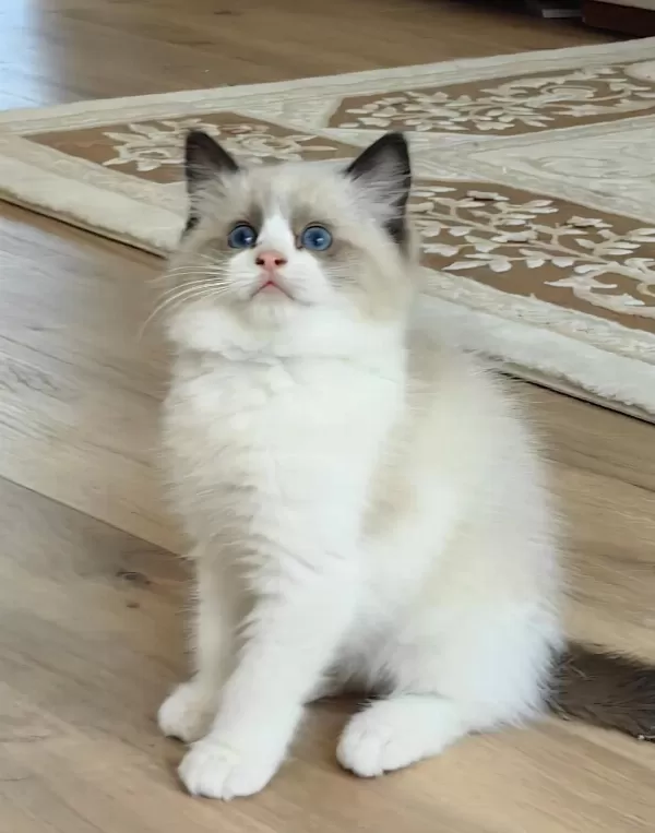 Secereli Ragdoll Yavrulari